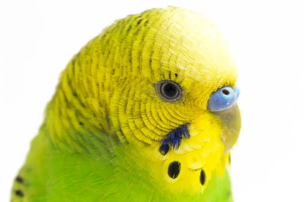 Close Periquito Budgerigar Isolado Fundo Branco — Fotografia de Stock