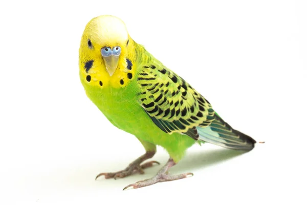 Κοντινό Πλάνο Ενός Παπαγάλου Budgerigar Απομονωμένου Λευκό Φόντο — Φωτογραφία Αρχείου