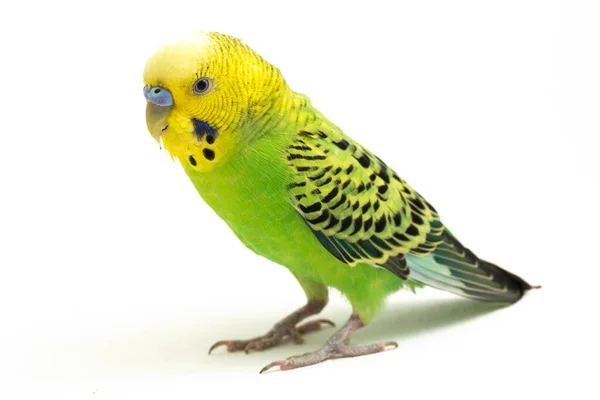 Primo Piano Parakee Budgerigar Isolato Sfondo Bianco — Foto Stock