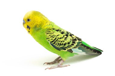 Beyaz arkaplanda izole edilmiş bir Budgerigar muhabbet kuşunun yakın çekimi