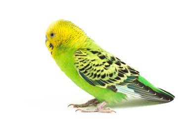 Beyaz arkaplanda izole edilmiş bir Budgerigar muhabbet kuşunun yakın çekimi