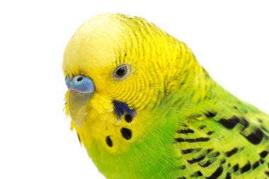 Beyaz arkaplanda izole edilmiş bir Budgerigar muhabbet kuşunun yakın çekimi