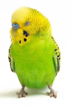 Beyaz arkaplanda izole edilmiş bir Budgerigar muhabbet kuşunun yakın çekimi