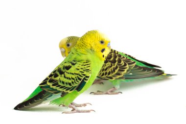 Bir çift muhabbet kuşu beyaz arka planda izole bir şekilde öpüşüyor.