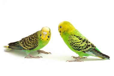 Bir çift muhabbet kuşu beyaz arka planda izole bir şekilde öpüşüyor.