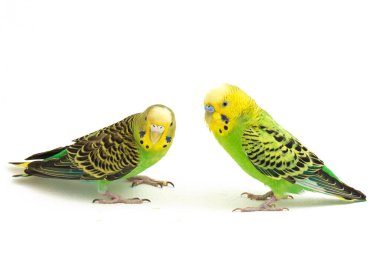 Bir çift muhabbet kuşu beyaz arka planda izole bir şekilde öpüşüyor.