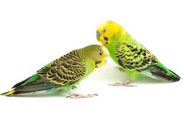 Bir çift muhabbet kuşu beyaz arka planda izole bir şekilde öpüşüyor.