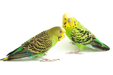 Bir çift muhabbet kuşu beyaz arka planda izole bir şekilde öpüşüyor.