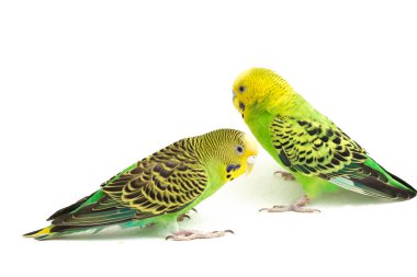 Bir çift muhabbet kuşu beyaz arka planda izole bir şekilde öpüşüyor.