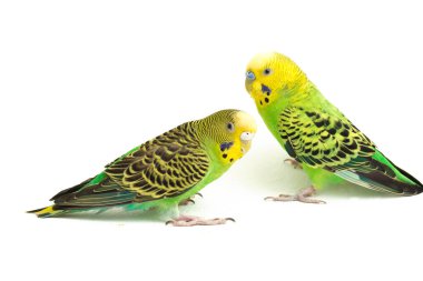 Bir çift muhabbet kuşu beyaz arka planda izole bir şekilde öpüşüyor.