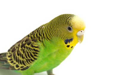 Beyaz arkaplanda izole edilmiş bir Budgerigar muhabbet kuşunun yakın çekimi