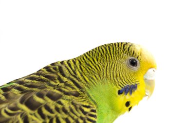 Beyaz arkaplanda izole edilmiş bir Budgerigar muhabbet kuşunun yakın çekimi