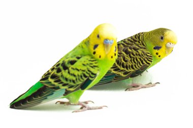 Bir çift muhabbet kuşu beyaz arka planda izole bir şekilde öpüşüyor.