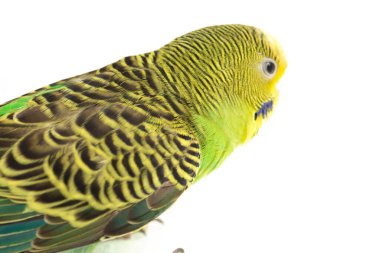 Beyaz arkaplanda izole edilmiş bir Budgerigar muhabbet kuşunun yakın çekimi