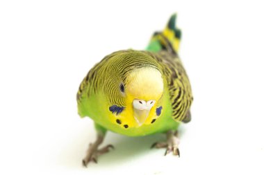 Beyaz arkaplanda izole edilmiş bir Budgerigar muhabbet kuşunun yakın çekimi