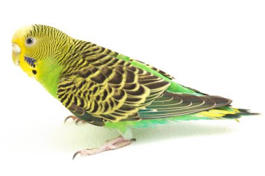 Beyaz arkaplanda izole edilmiş bir Budgerigar muhabbet kuşunun yakın çekimi