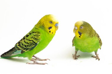 Bir çift muhabbet kuşu beyaz arka planda izole bir şekilde öpüşüyor.