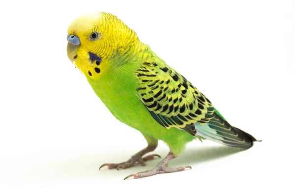 Κοντινό Πλάνο Ενός Παπαγάλου Budgerigar Απομονωμένου Λευκό Φόντο — Φωτογραφία Αρχείου