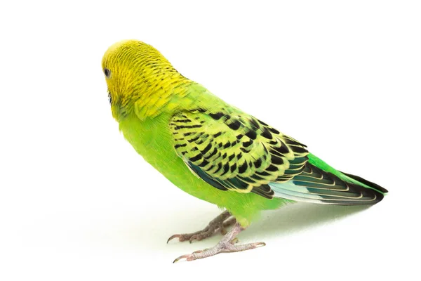 Close Periquito Budgerigar Isolado Fundo Branco — Fotografia de Stock