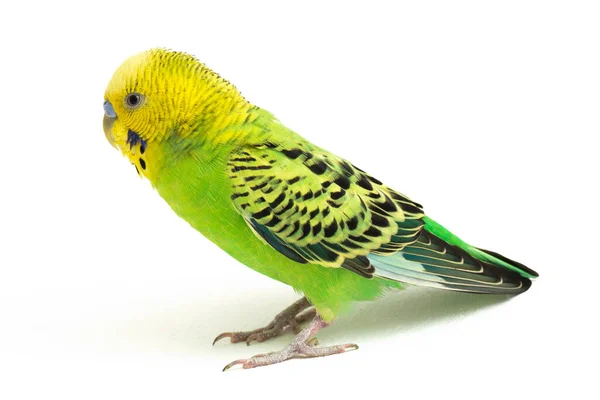 Close Periquito Budgerigar Isolado Fundo Branco — Fotografia de Stock