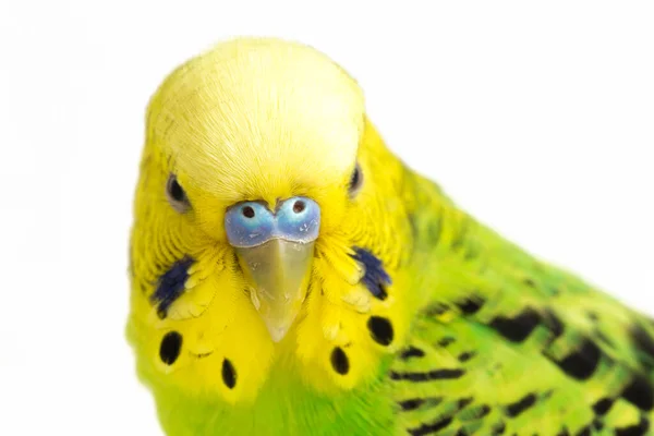 Detailní Záběr Budgerigar Parakee Izolované Bílém Pozadí — Stock fotografie