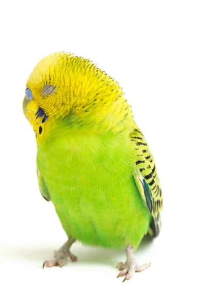 Detailní Záběr Budgerigar Parakee Izolované Bílém Pozadí — Stock fotografie