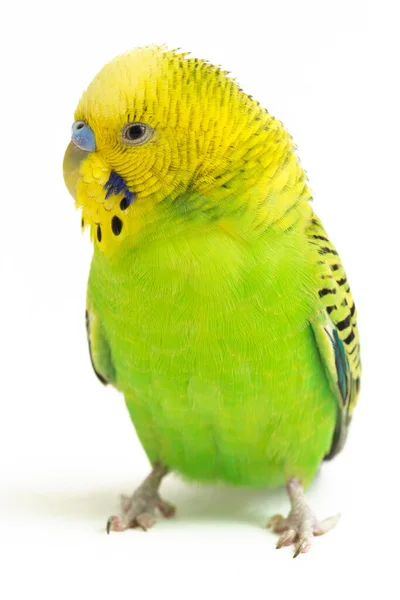 Close Van Een Budgerigar Parakee Geïsoleerd Witte Achtergrond — Stockfoto