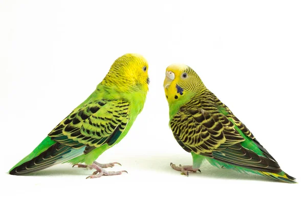 Par Periquitos Comuns Está Beijando Isolado Fundo Branco — Fotografia de Stock