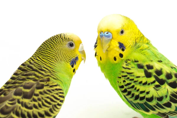 Pair Common Parakeets Kissing Isolated White Background — Stock Photo, Image