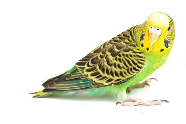 Primo Piano Parakee Budgerigar Isolato Sfondo Bianco — Foto Stock