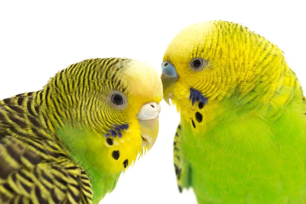 Para Pospolitych Papug Całuje Się Białym Tle — Zdjęcie stockowe