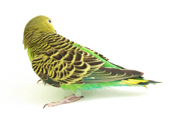 Close Periquito Budgerigar Isolado Fundo Branco — Fotografia de Stock