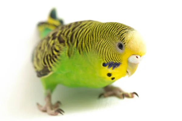 Крупный План Budgerigar Parakee Изолированы Белом Фоне — стоковое фото