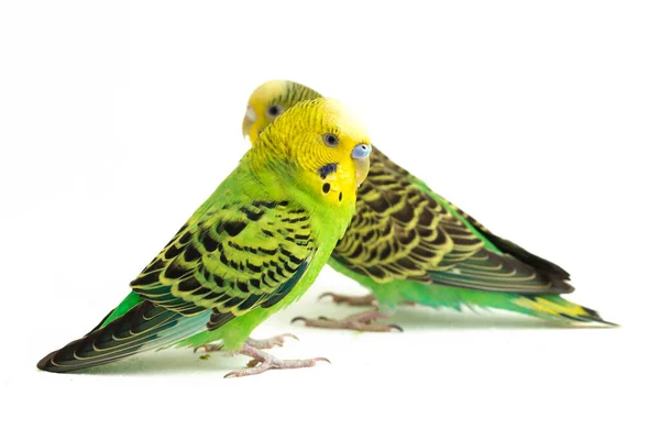 Pair Common Parakeets Kissing Isolated White Background — Stock Photo, Image