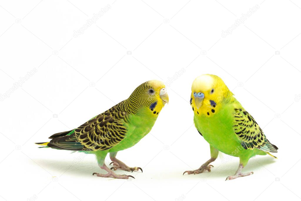 A pair of common parakeets is kissing isolated on white background