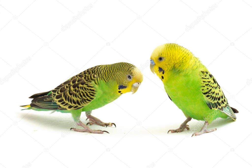 A pair of common parakeets is kissing isolated on white background