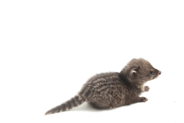 Baby Small Indian Civet Viverricula Indica Civet Native South Southeast — Stock Photo, Image