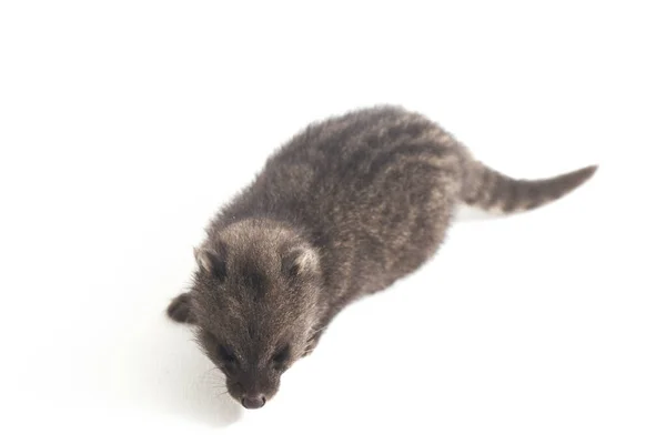 Baby Small Indian Civet Viverricula Indica Civet Native South Southeast — Stock Photo, Image