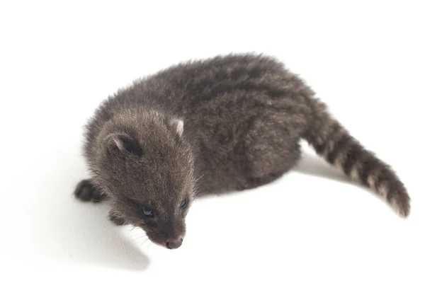 Μωρό Μικρό Ινδικό Civet Viverricula Indica Είναι Ένα Civet Ενδημικό — Φωτογραφία Αρχείου