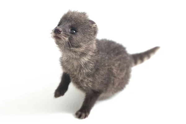 Baby Kleine Indiase Civet Viverricula Indica Een Civet Afkomstig Uit — Stockfoto