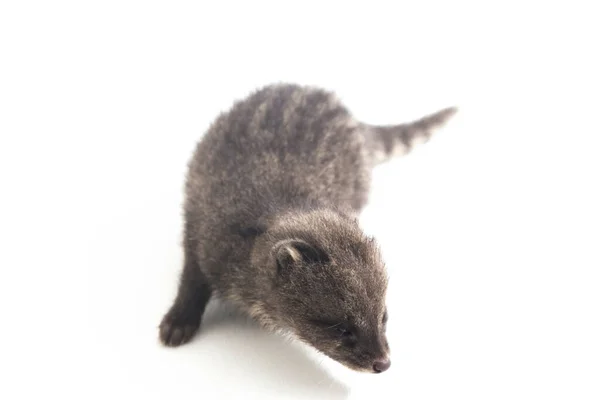 Μωρό Μικρό Ινδικό Civet Viverricula Indica Είναι Ένα Civet Ενδημικό — Φωτογραφία Αρχείου