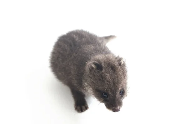 Μωρό Μικρό Ινδικό Civet Viverricula Indica Είναι Ένα Civet Ενδημικό — Φωτογραφία Αρχείου