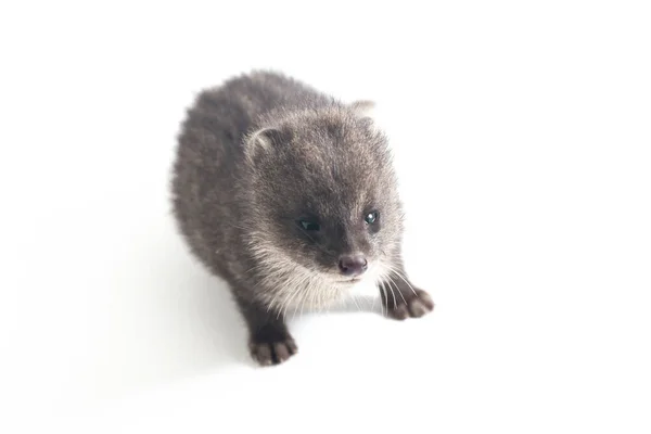 Pequeno Civet Indiano Viverricula Indica Civet Nativo Sul Sudeste Ásia — Fotografia de Stock