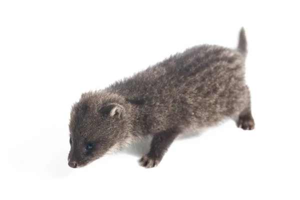 Kis Indiai Civet Viverricula Indica Dél Délkelet Ázsiában Őshonos Civet — Stock Fotó