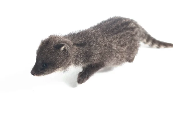 Den Lilla Indiska Civet Viverricula Indica Sammet Infödda Södra Och — Stockfoto