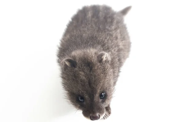 Kis Indiai Civet Viverricula Indica Dél Délkelet Ázsiában Őshonos Civet — Stock Fotó