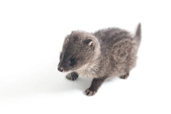 Pequeno Civet Indiano Viverricula Indica Civet Nativo Sul Sudeste Ásia — Fotografia de Stock