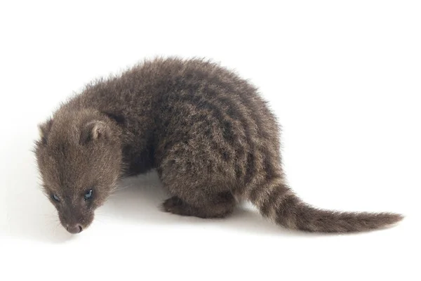 Baby Kleine Indiase Civet Viverricula Indica Een Civet Afkomstig Uit — Stockfoto