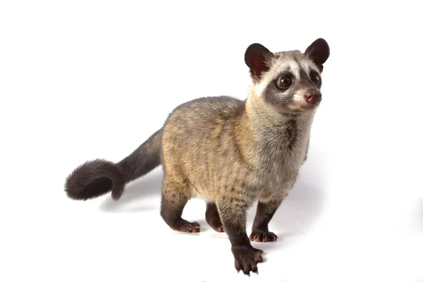 Palmeira Asiática Civet Luwak Paradoxurus Hermaphroditus Isolado Fundo Branco — Fotografia de Stock