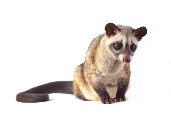 Palmeira Asiática Civet Luwak Paradoxurus Hermaphroditus Isolado Fundo Branco — Fotografia de Stock